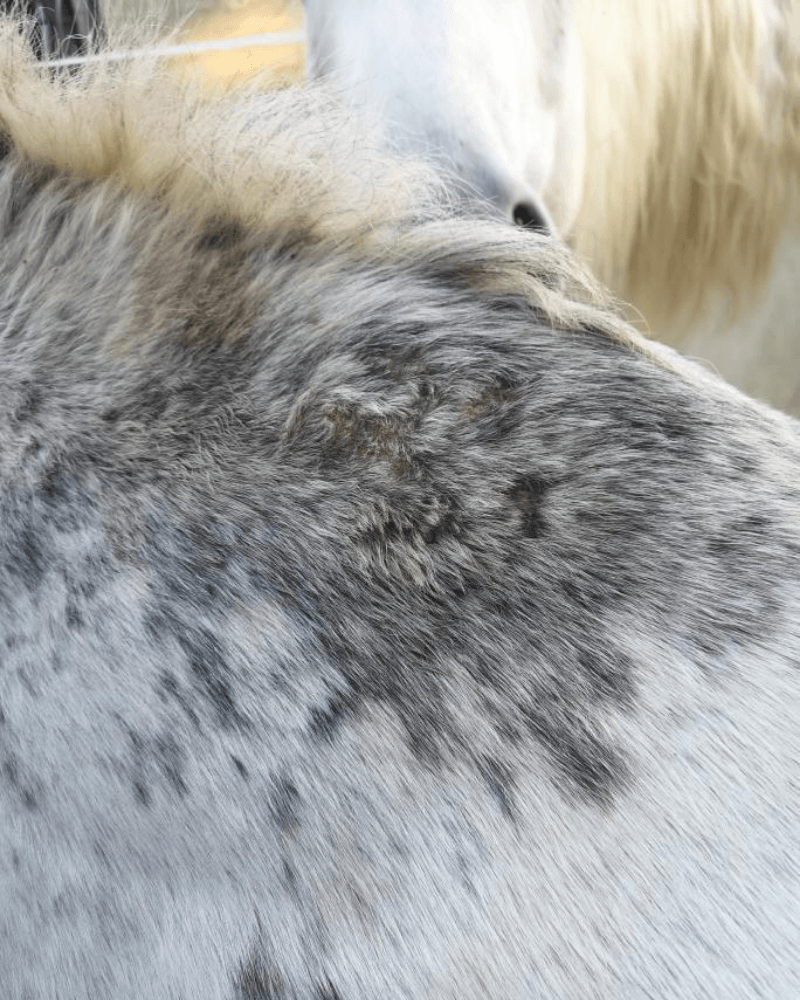 cheval dermite peau dure